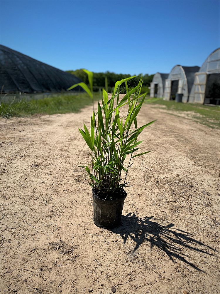 chasmanthium-latifolium-inland-sea-oats-river-oats