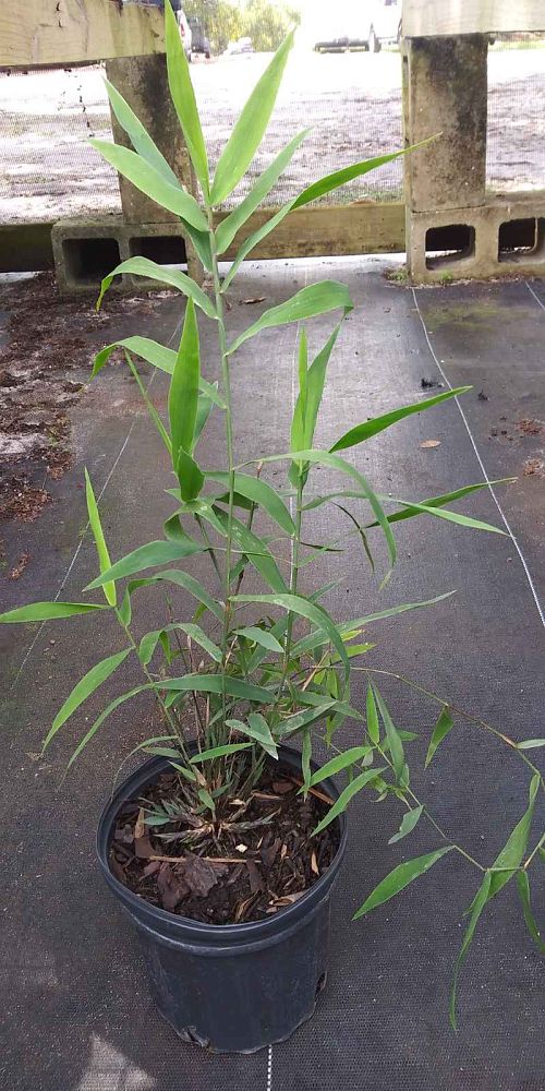 chasmanthium-latifolium-inland-sea-oats-river-oats