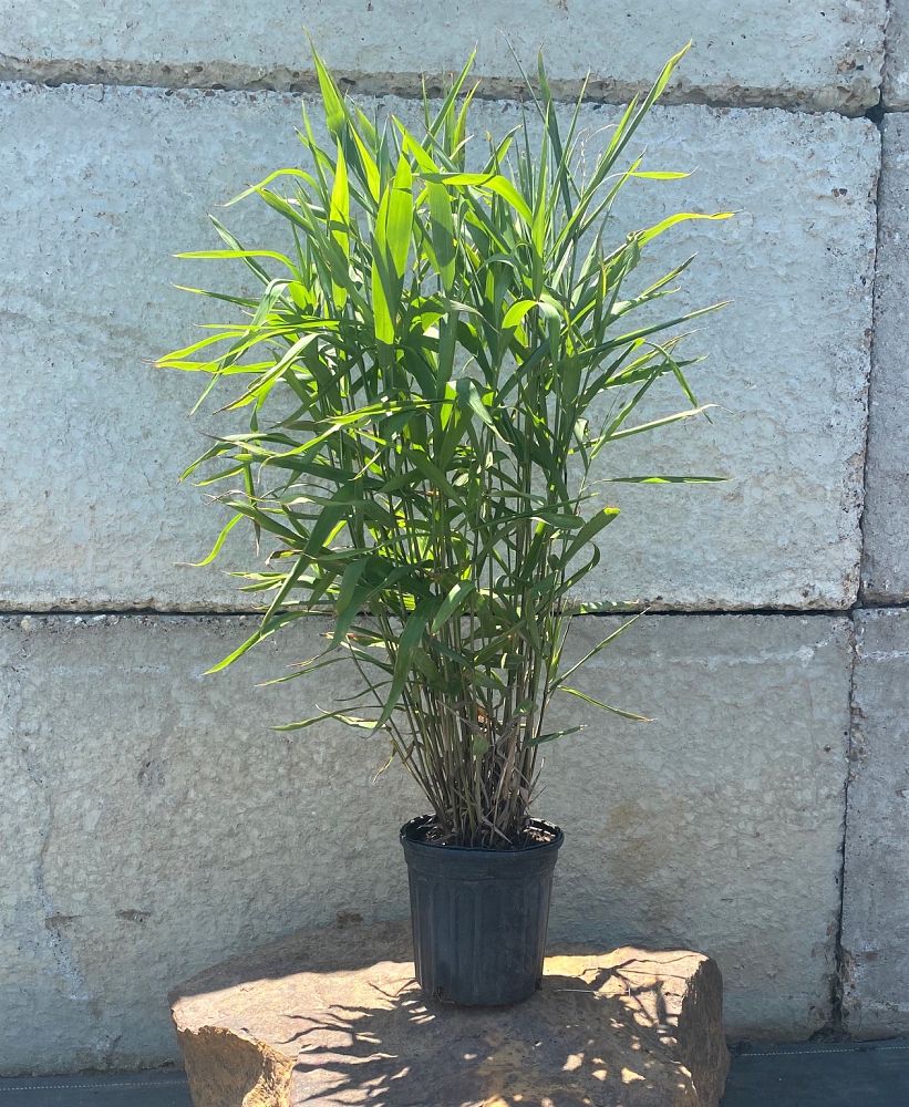 chasmanthium-latifolium-inland-sea-oats-river-oats