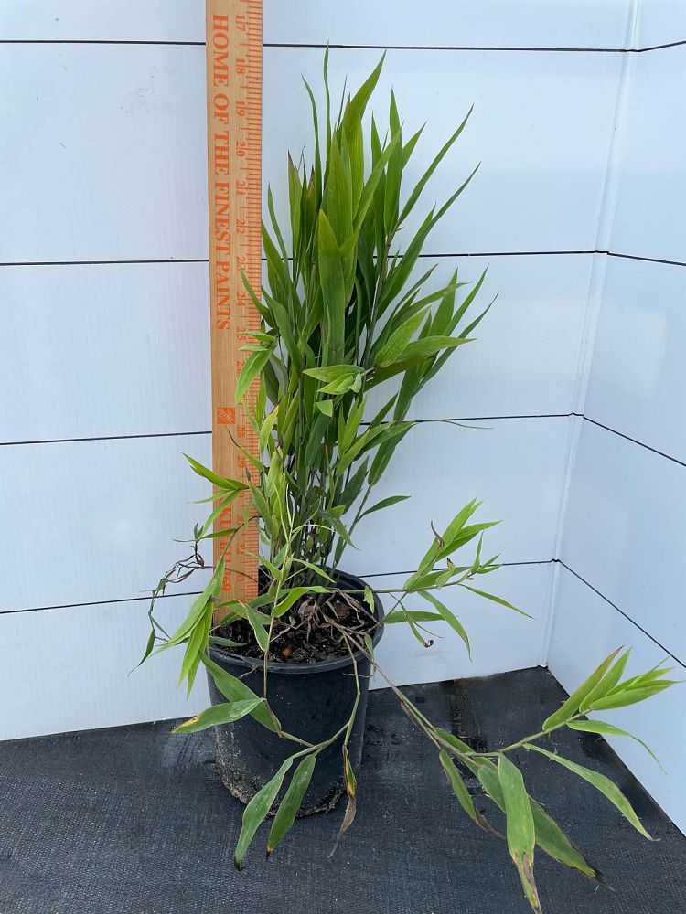 chasmanthium-latifolium-inland-sea-oats-river-oats