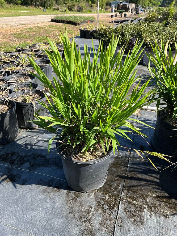 chasmanthium-latifolium-inland-sea-oats-river-oats