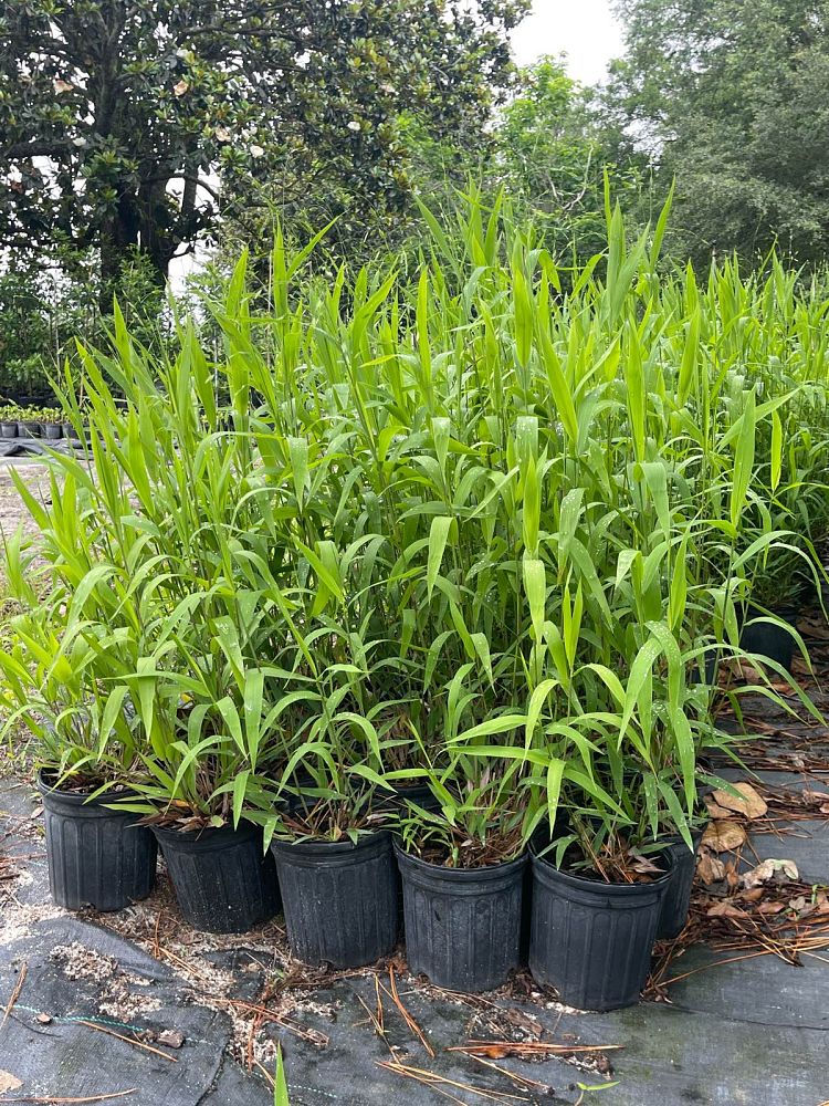 chasmanthium-latifolium-inland-sea-oats-river-oats