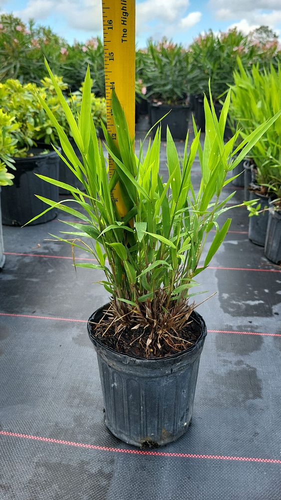 chasmanthium-latifolium-inland-sea-oats-river-oats