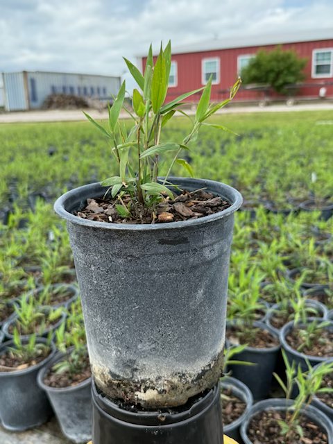 chasmanthium-latifolium-inland-sea-oats-river-oats