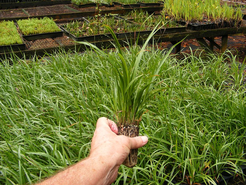 chasmanthium-laxum-sessiliflorum