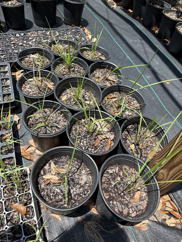 chasmanthium-sessiliflorum-narrowleaf-woodoats