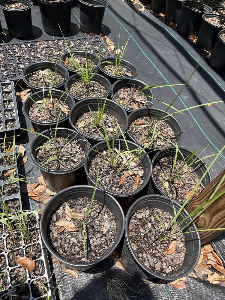 chasmanthium-sessiliflorum-narrowleaf-woodoats