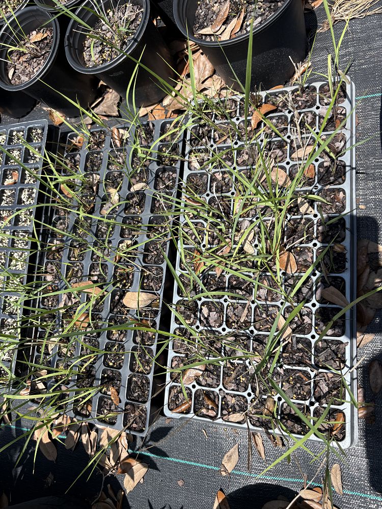chasmanthium-sessiliflorum-narrowleaf-woodoats