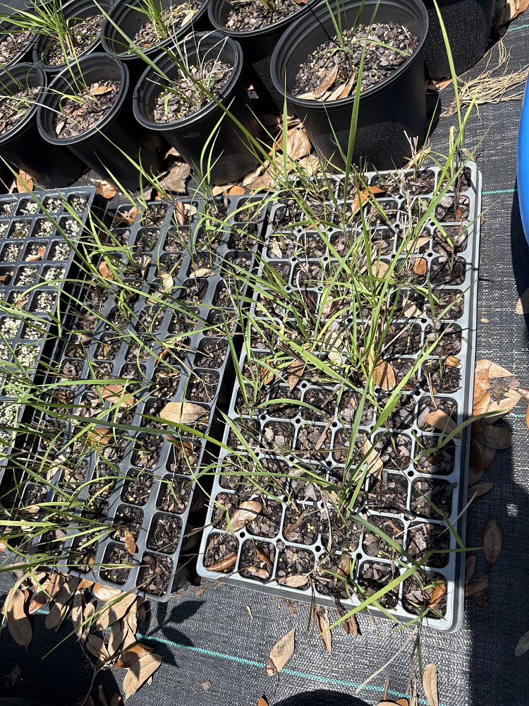 chasmanthium-sessiliflorum-narrowleaf-woodoats