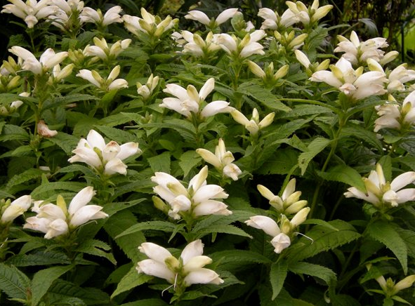 chelone-glabra-balmony-bitter-herb-fishmouth-shell-flower-snake-head-turtle-bloom-white-turtlehead