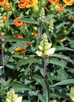 chelone-glabra-leiderhosen