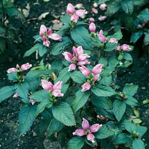 chelone-lyonii-hot-lips-pink-turtlehead
