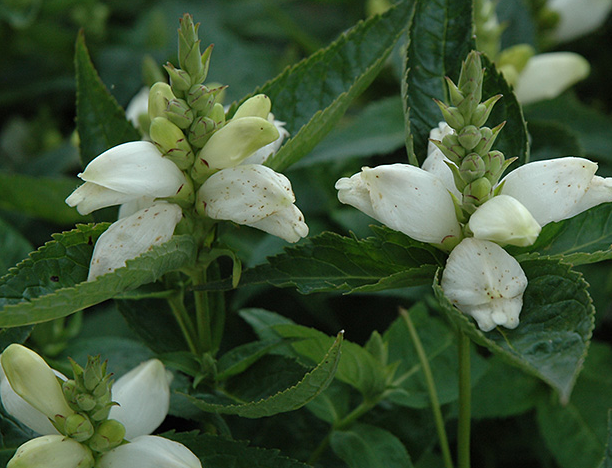 chelone-obliqua-alba-white-rose-turtlehead