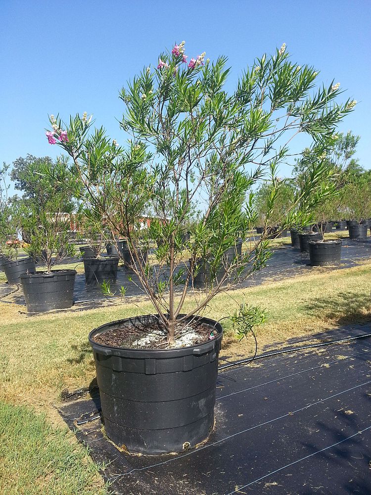 Baker Native Tree Farm