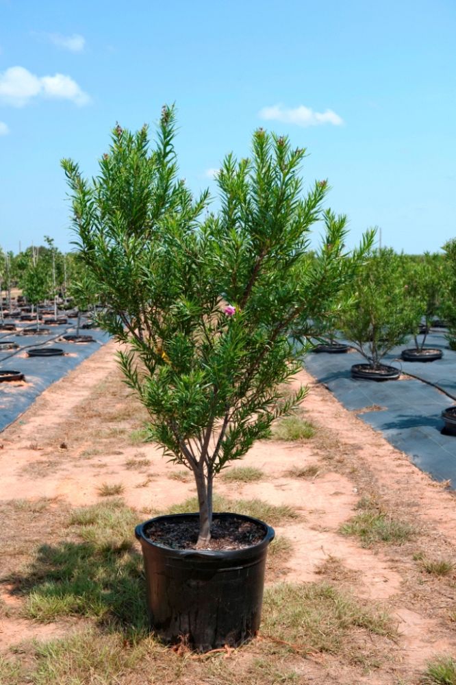 chilopsis-linearis-bubba-desert-willow