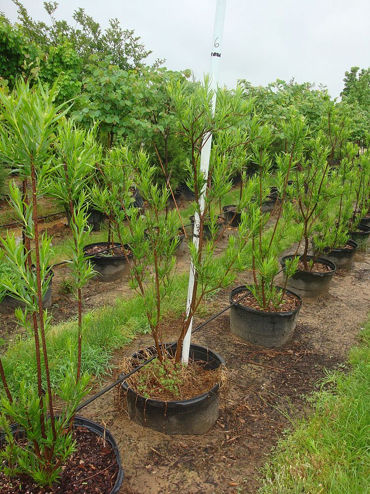 chilopsis-linearis-bubba-desert-willow
