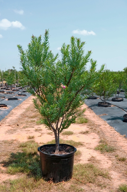 chilopsis-linearis-bubba-desert-willow