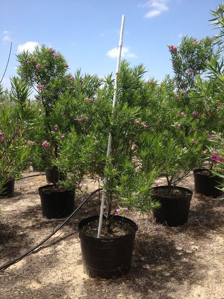 chilopsis-linearis-bubba-desert-willow