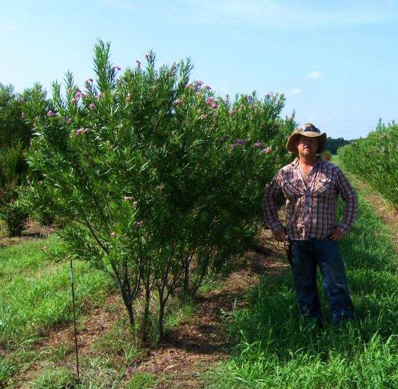 chilopsis-linearis-bubba-desert-willow