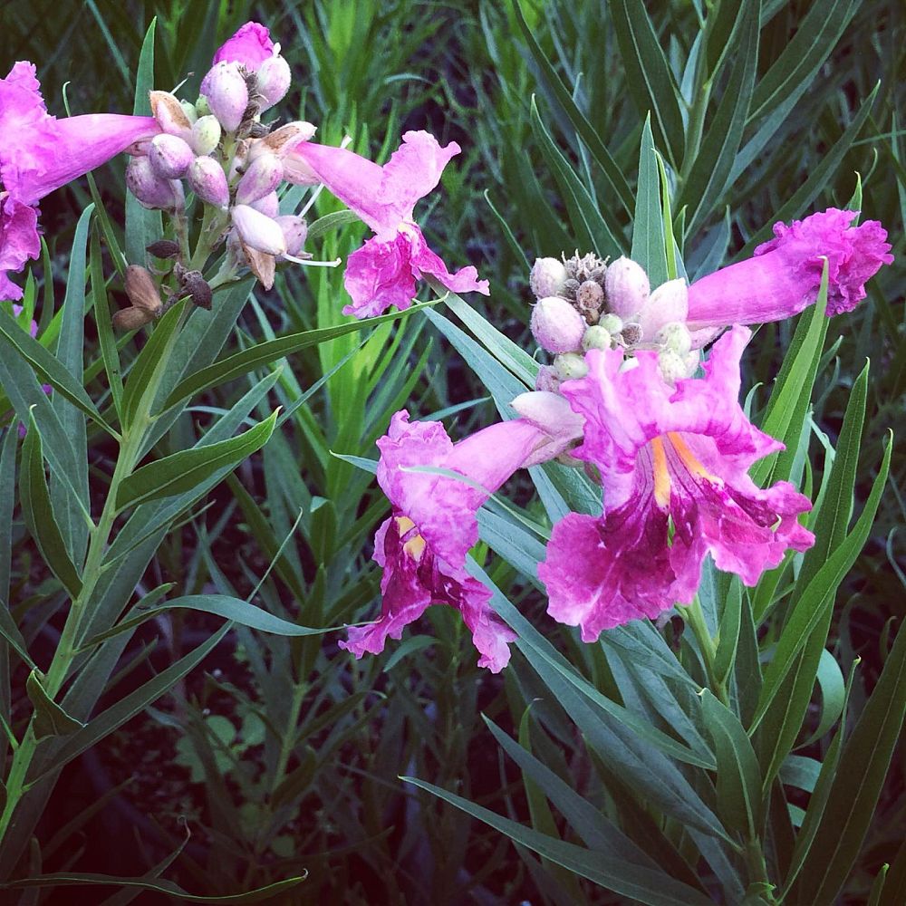 chilopsis-linearis-bubba-desert-willow