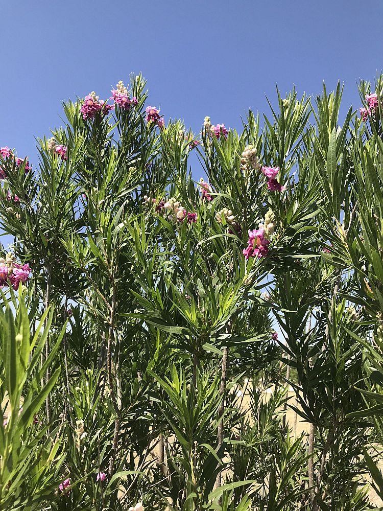 chilopsis-linearis-bubba-desert-willow