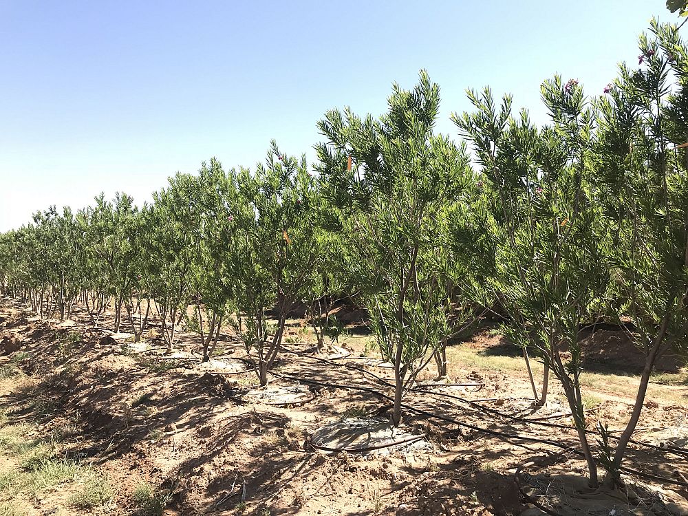 chilopsis-linearis-bubba-desert-willow