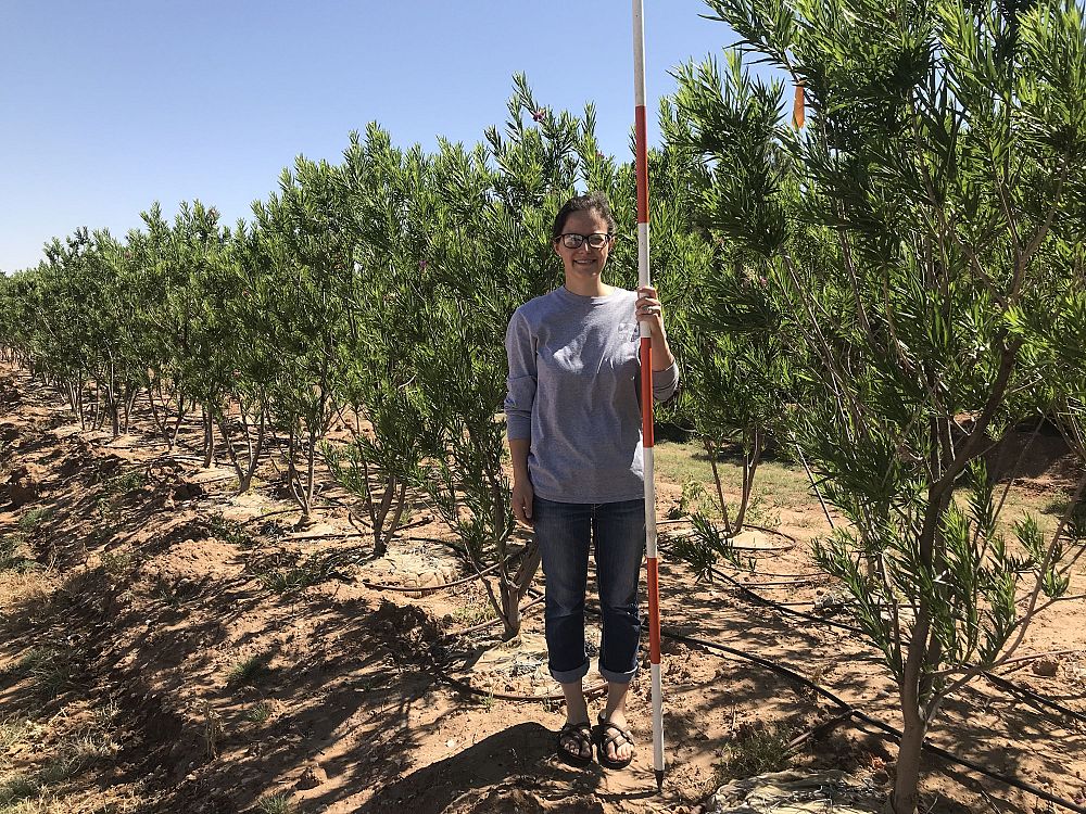 chilopsis-linearis-bubba-desert-willow
