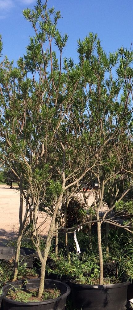 chilopsis-linearis-bubba-desert-willow