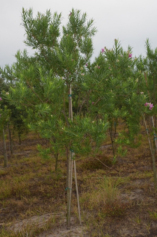 chilopsis-linearis-bubba-desert-willow