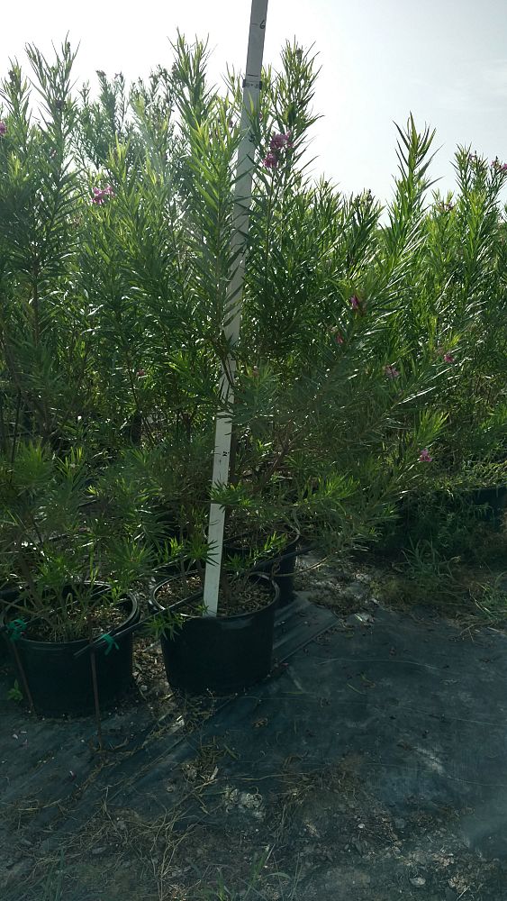 chilopsis-linearis-bubba-desert-willow