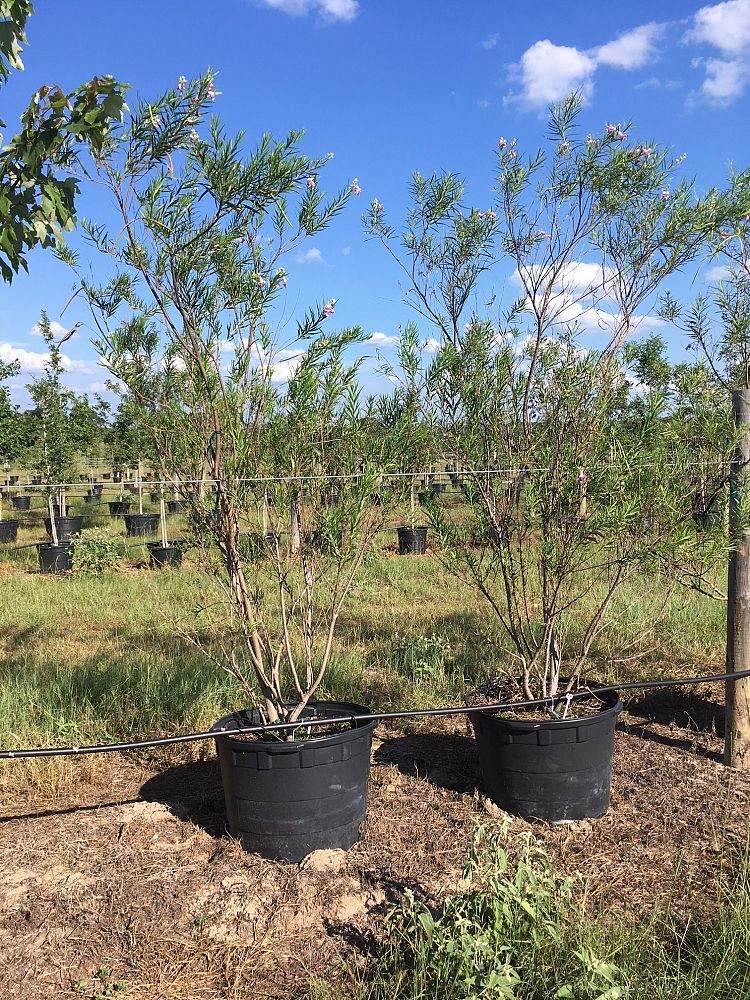 chilopsis-linearis-bubba-desert-willow