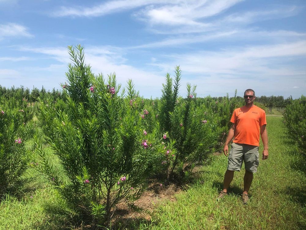 chilopsis-linearis-bubba-desert-willow