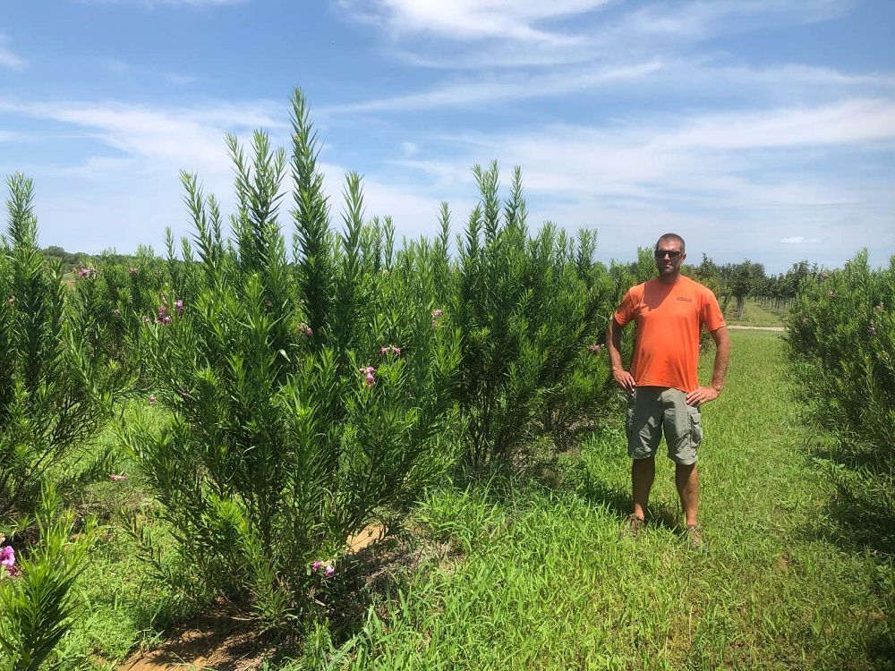 chilopsis-linearis-bubba-desert-willow