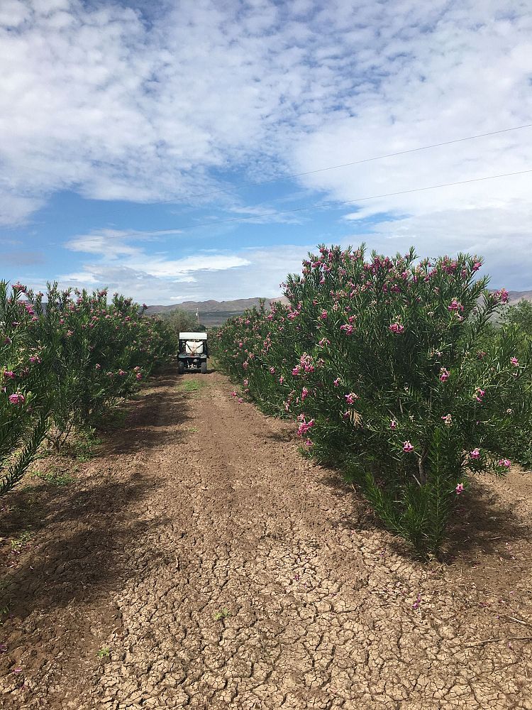chilopsis-linearis-bubba-desert-willow