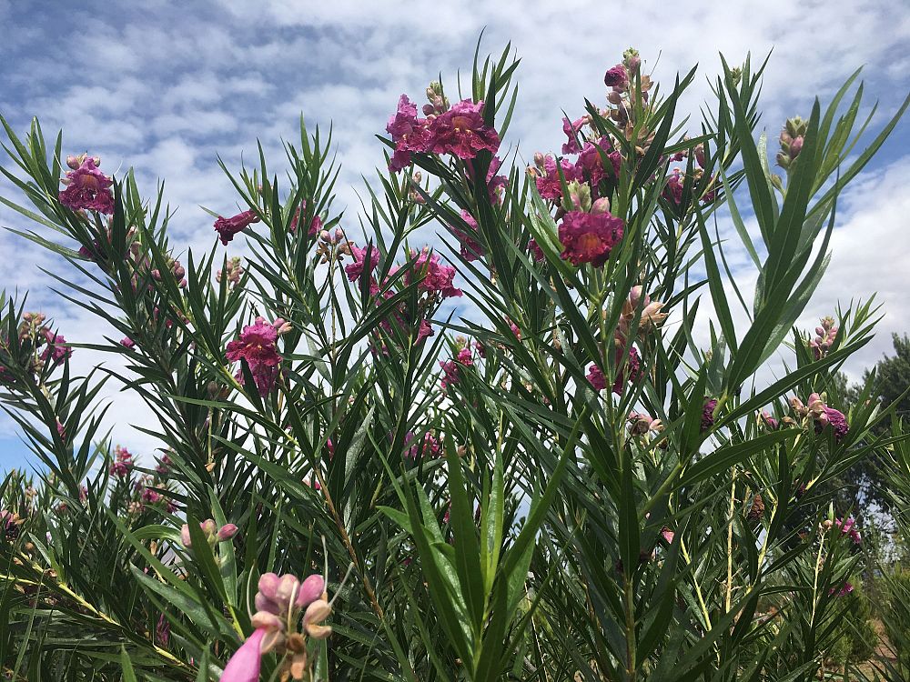 chilopsis-linearis-bubba-desert-willow