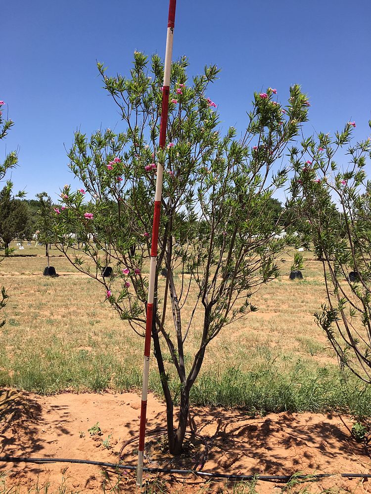 chilopsis-linearis-bubba-desert-willow