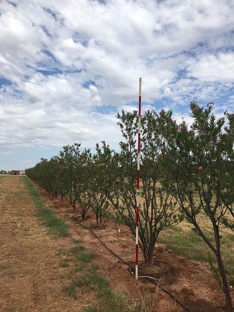 chilopsis-linearis-bubba-desert-willow