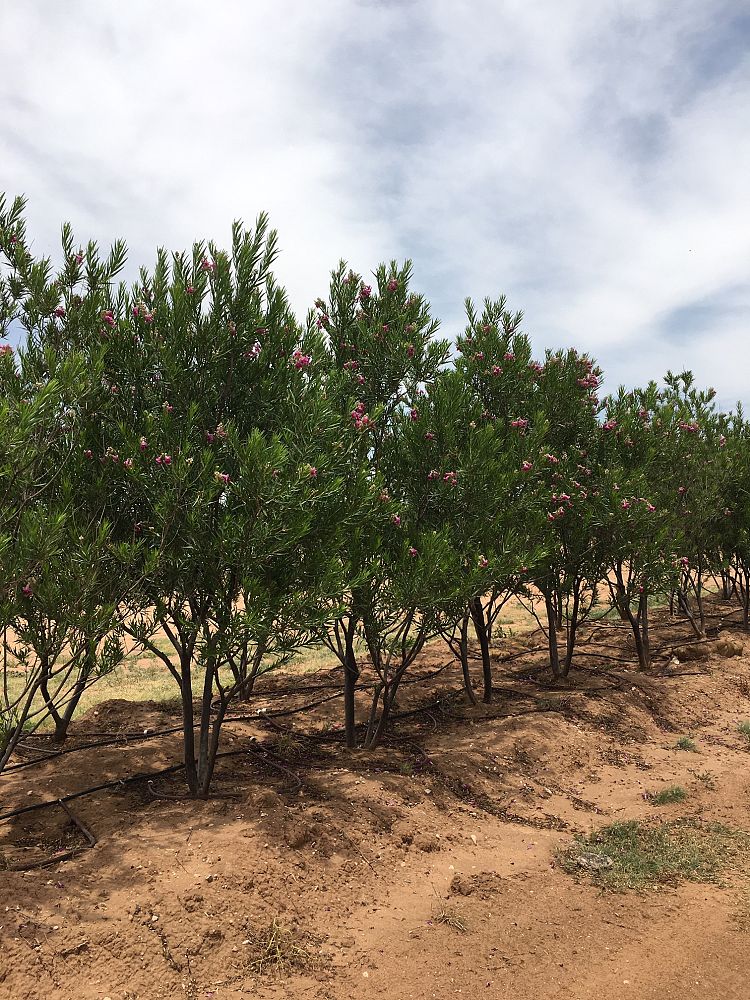 chilopsis-linearis-bubba-desert-willow