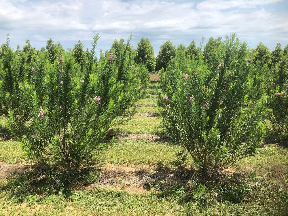 chilopsis-linearis-bubba-desert-willow