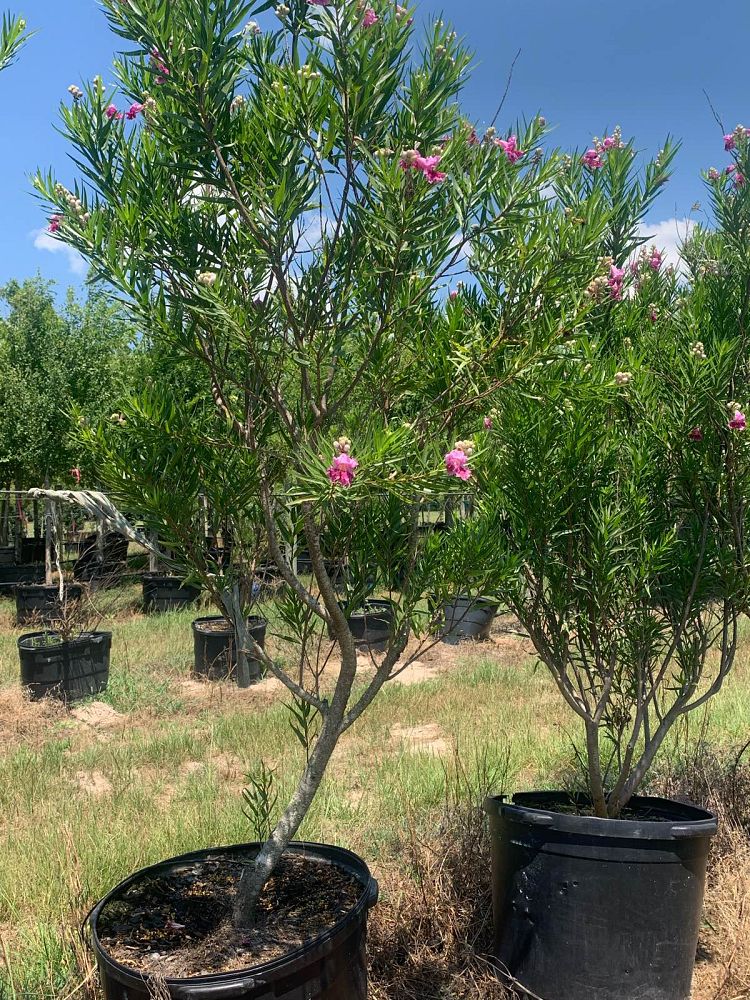 chilopsis-linearis-bubba-desert-willow