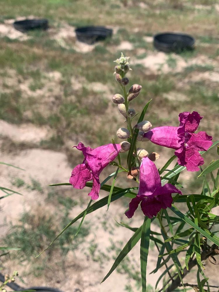 chilopsis-linearis-bubba-desert-willow