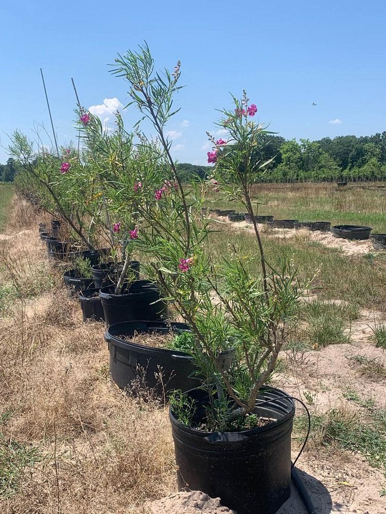 chilopsis-linearis-bubba-desert-willow