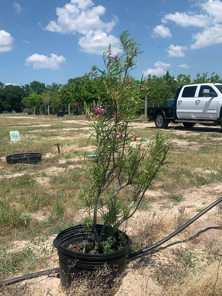 chilopsis-linearis-bubba-desert-willow