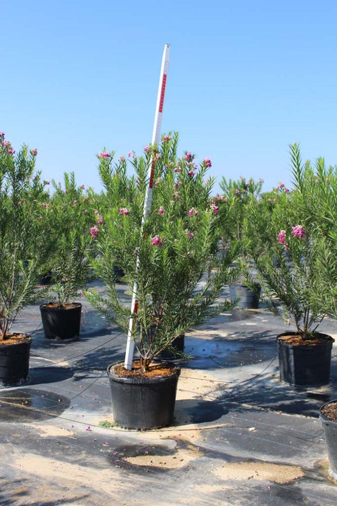 chilopsis-linearis-bubba-desert-willow