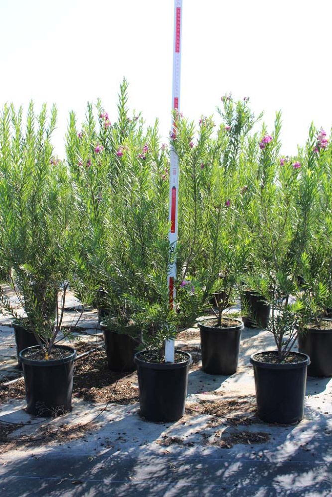 chilopsis-linearis-bubba-desert-willow