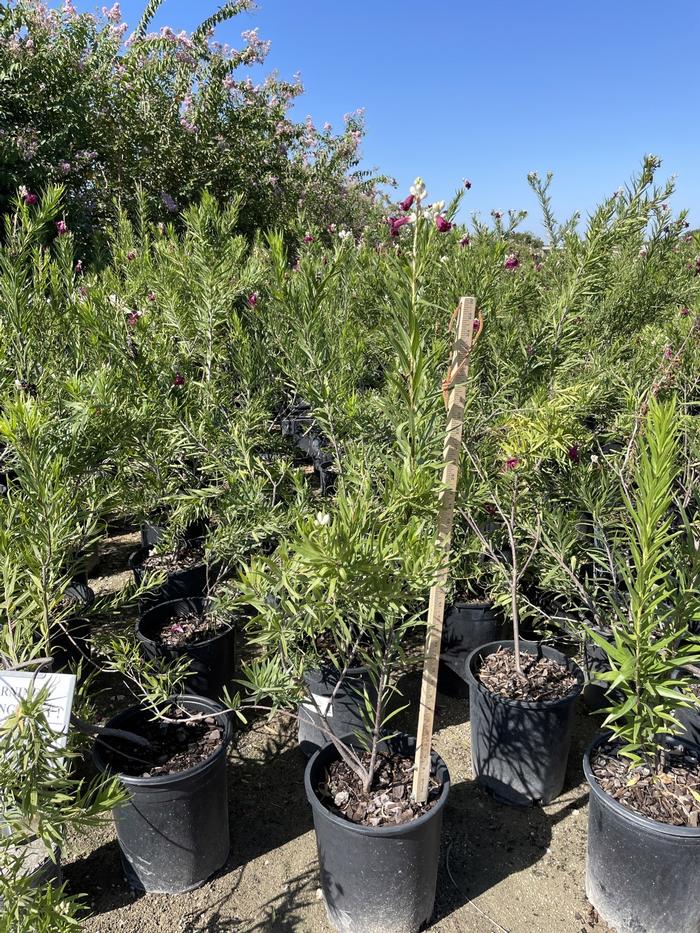 chilopsis-linearis-bubba-desert-willow