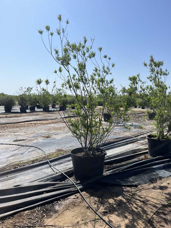 chilopsis-linearis-bubba-desert-willow