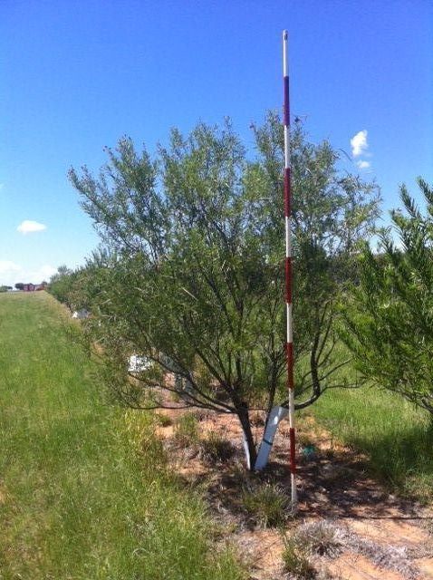 chilopsis-linearis-burgundy-desert-willow