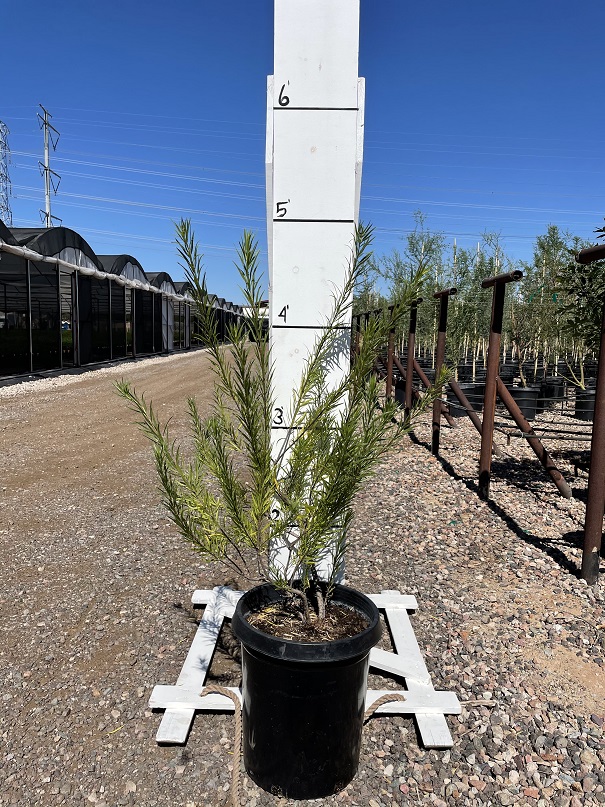 chilopsis-linearis-burgundy-desert-willow