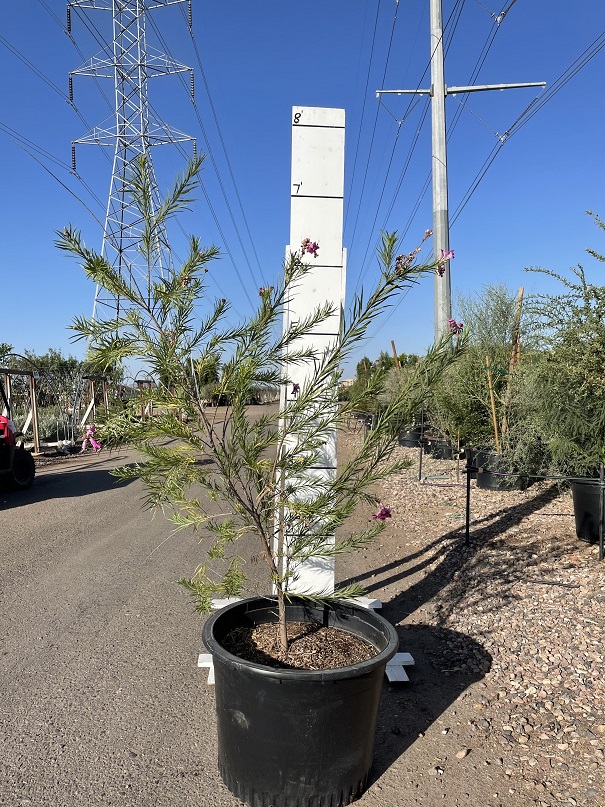 chilopsis-linearis-burgundy-desert-willow